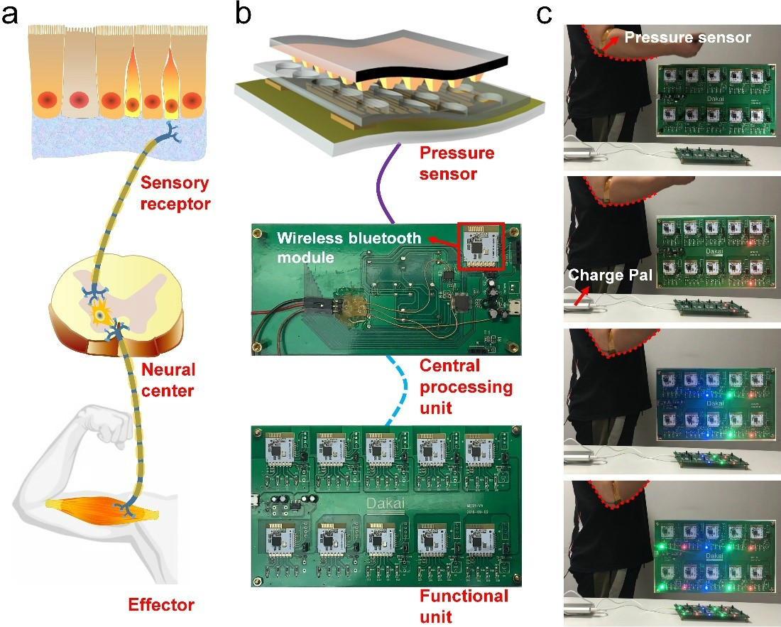 人體及人工反射弧概念示意圖、人工反射弧在真實場景中應用實物圖 人體及人工反射弧概念示意圖、人工反射弧在真實場景中應用實物圖